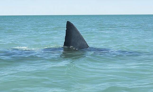 Ostia, l'incubo è realtà: squalo di due metri davanti alla spiaggia