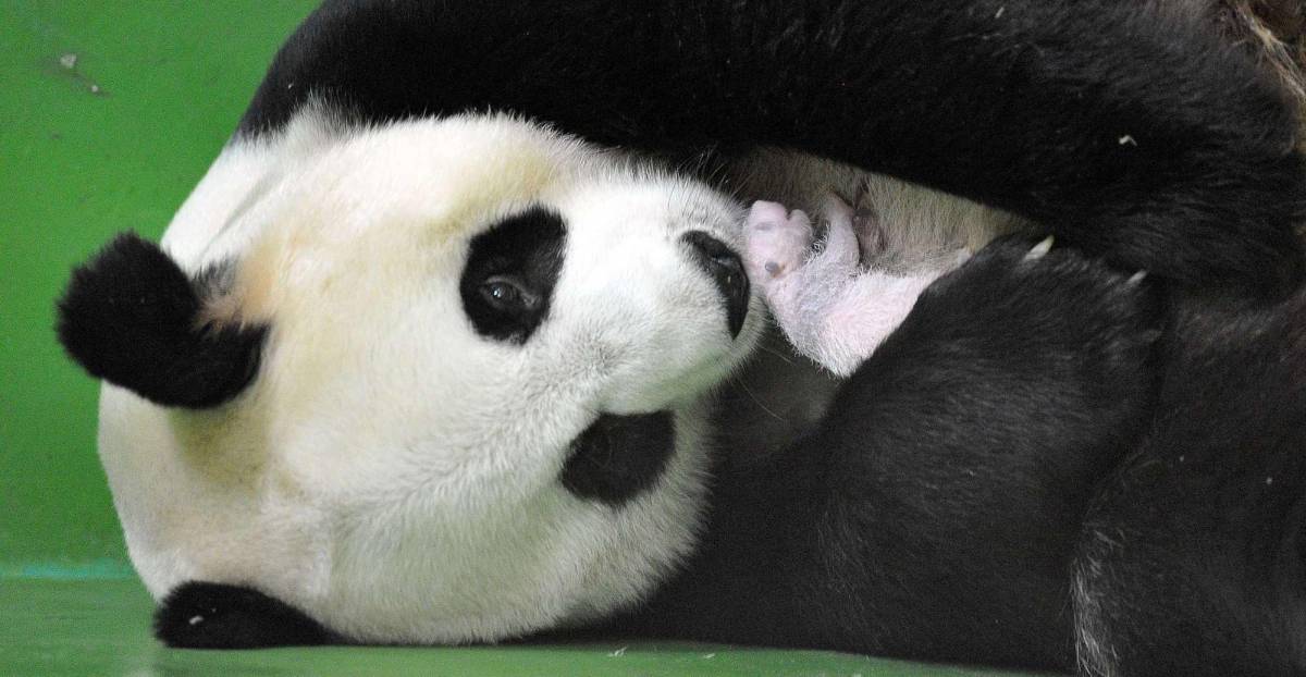 Altro che panda in estinzione Allo zoo sono nati tre gemelli