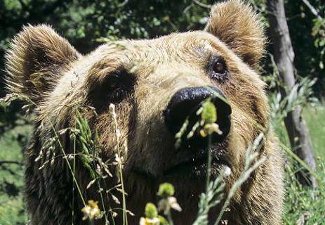 I boschi sono anche suoi: non catturate l'orsa Daniza