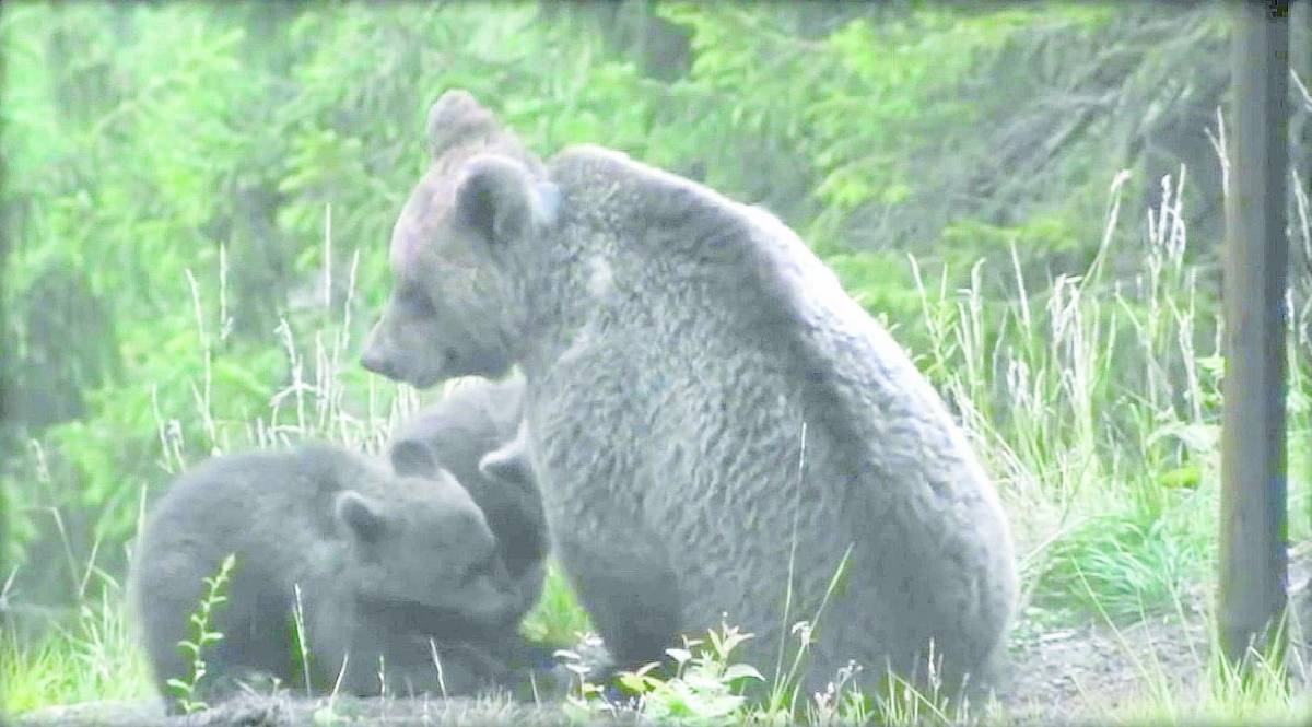 Se per i cuccioli di Daniza è meglio restare nel bosco