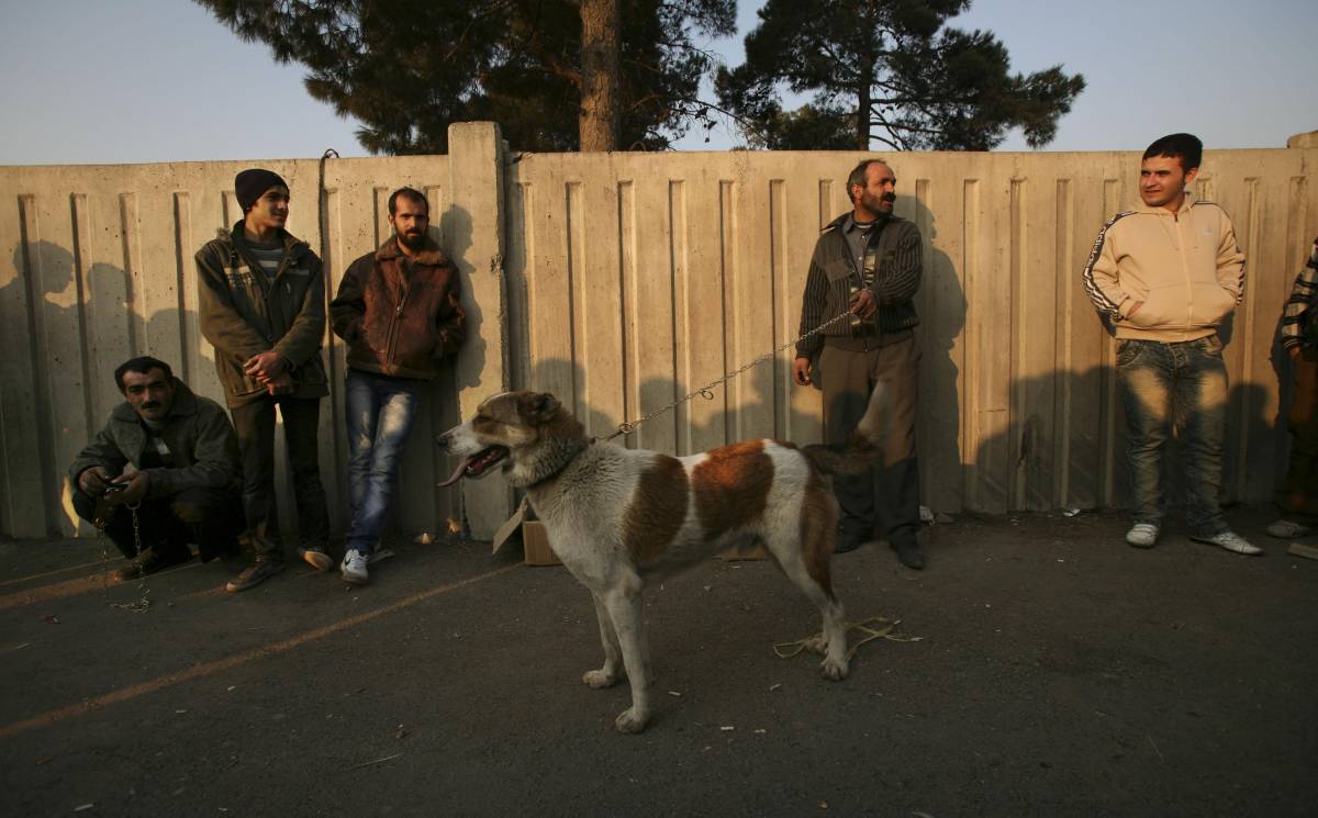 "I cani sono immondi". In Iran 74 frustate a chi li porta a spasso