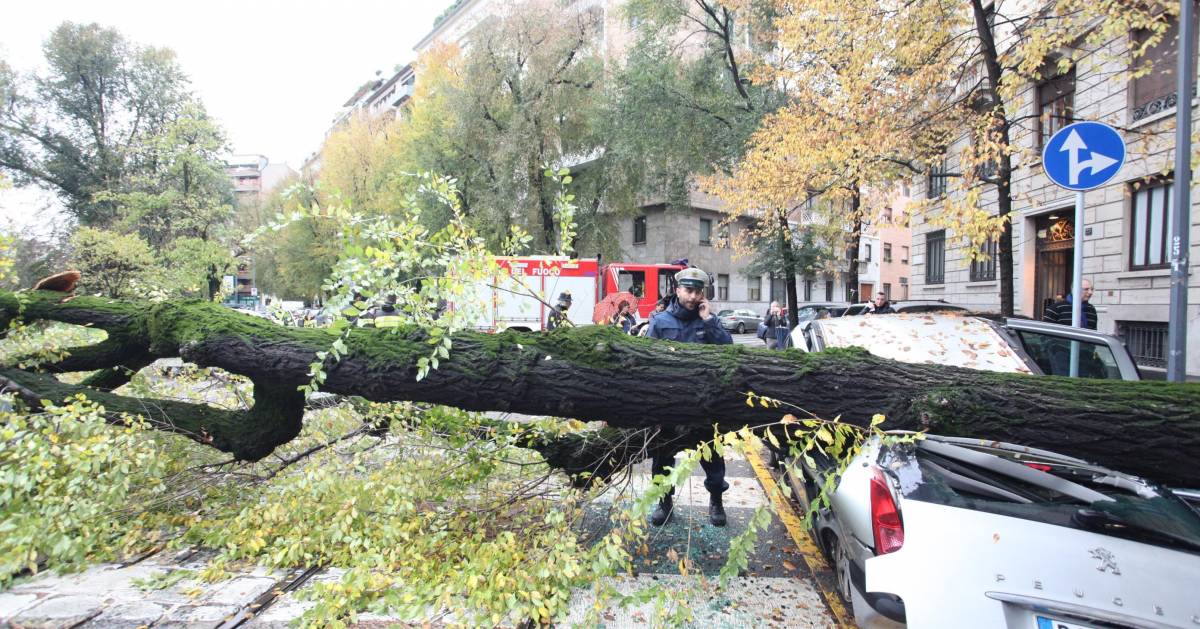 È allarme pioggia: cade un albero e distrugge tre auto