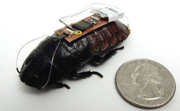Così gli scarafaggi robot salveranno i superstiti dei terremoti