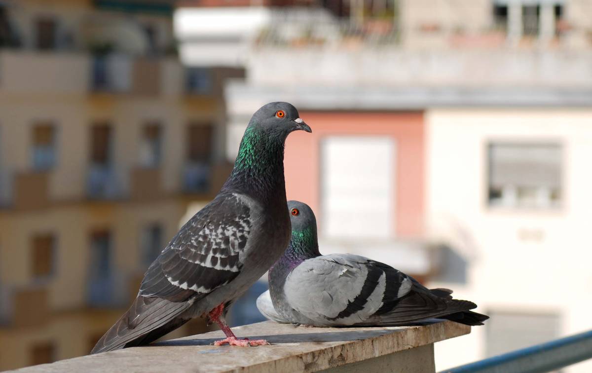 Il Comune di Piacenza spende 30mila euro per contare i piccioni