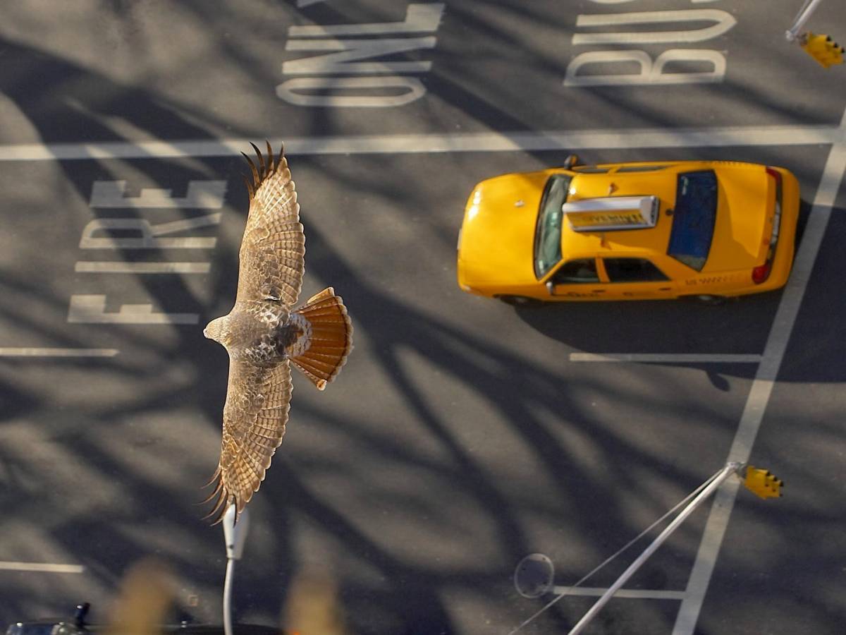 Pale Male, il falco americano che comanda i cieli di New York