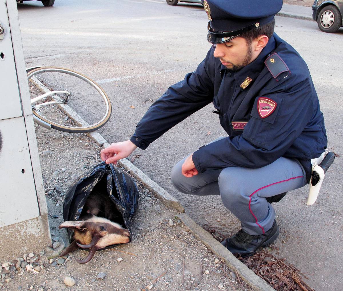 Un capriolo scuoiato trovato impiccato davanti al liceo Ferraris a Torino