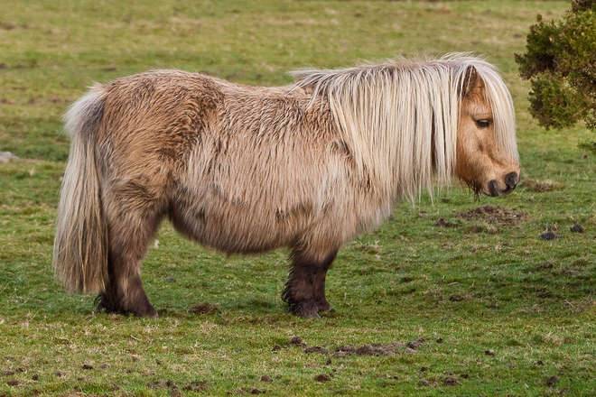 "Violentò un pony Shetland": a processo 44enne inglese