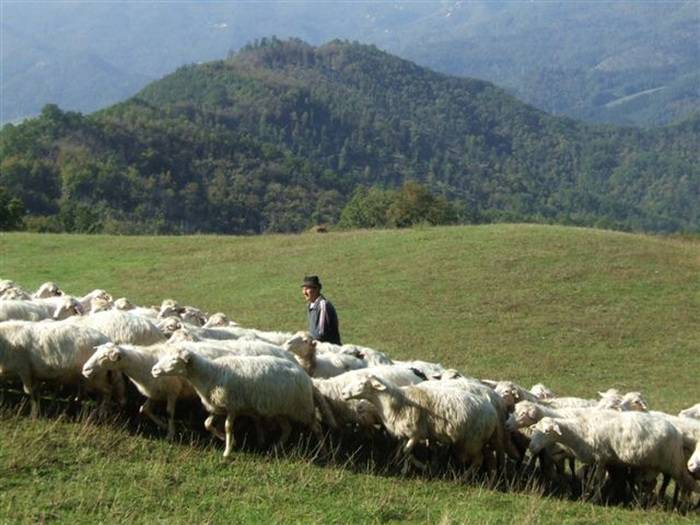 Multa da 12mila euro per un pastore bresciano