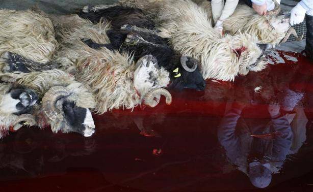 Inghilterra, pecore prese a calci e ferite prima della macellazione halal