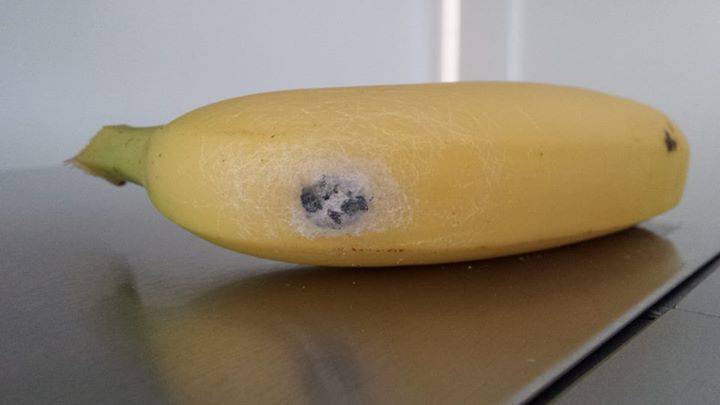 Casco di banane con ragno che provoca erezioni