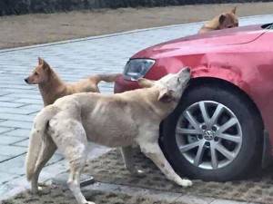 Prende a calci un cane, il branco per vendetta ​gli distrugge la macchina 