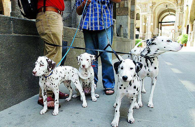 Pronta la guida per i visitatori con il cane