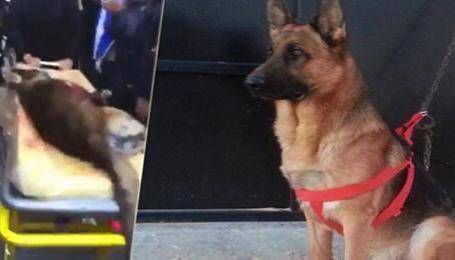 Aqeel, il cane poliziotto caduto sotto i colpi dei terroristi a Tunisi