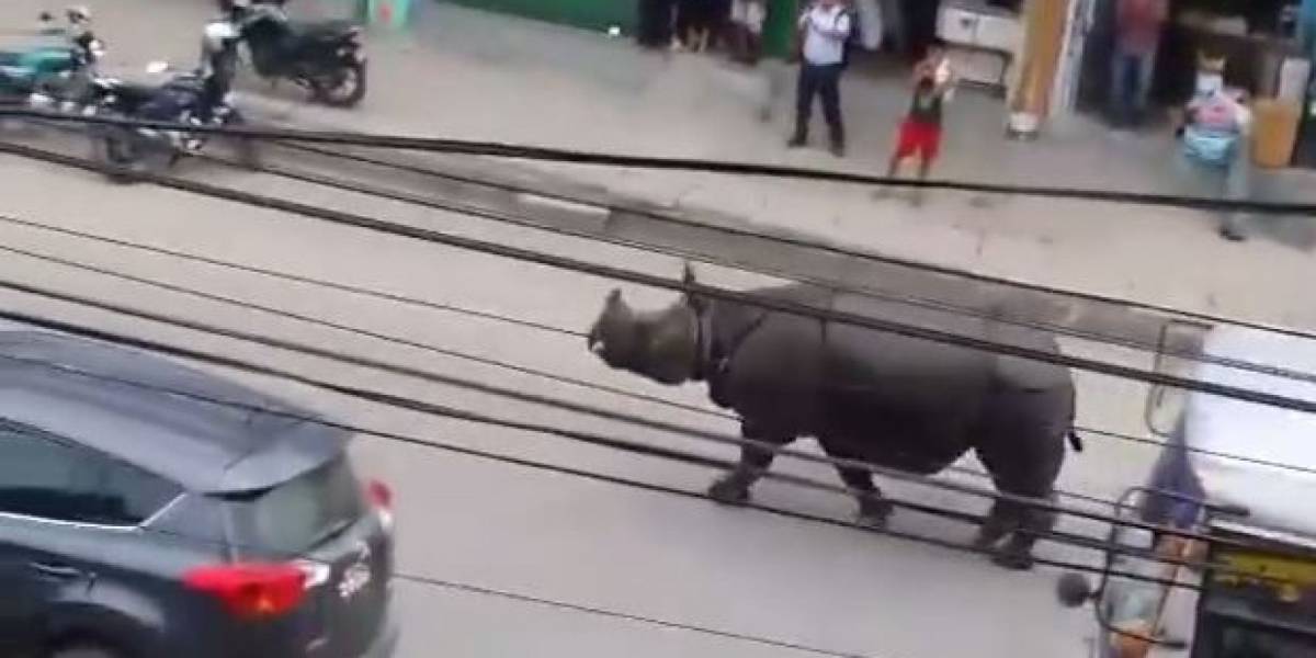 Nepal, rinoceronte "a spasso" per la città: una vittima