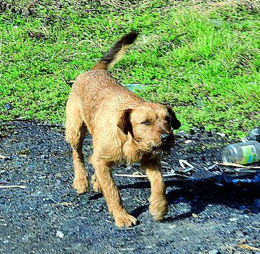 Due milioni in tre anni per la lotta al randagismo