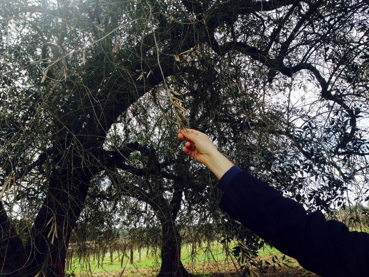 In Puglia si abbattono i primi ulivi