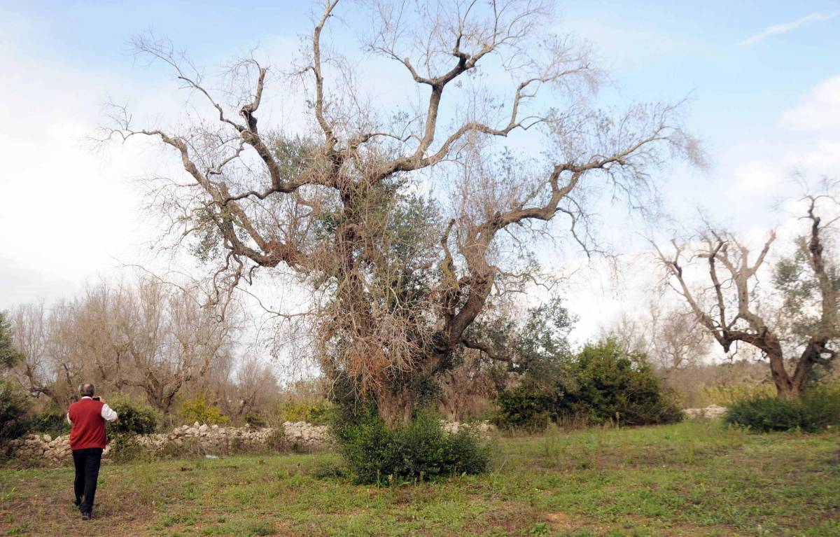 Puglia, la scienza non ha dubbi: "Gli ulivi seccano a causa della Xylella"