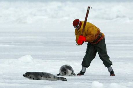 Scozia, strage di foche: "Serve a proteggere l'allevamento dei salmoni"