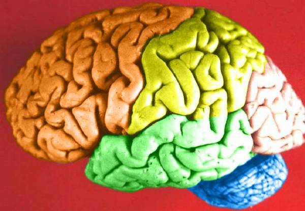 Studio choc: i bambini poveri hanno il cervello più piccolo