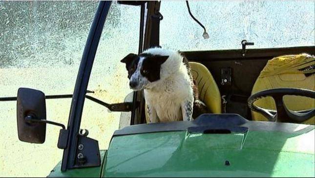 Cane alla guida di un trattore crea scompiglio in autostrada in Scozia