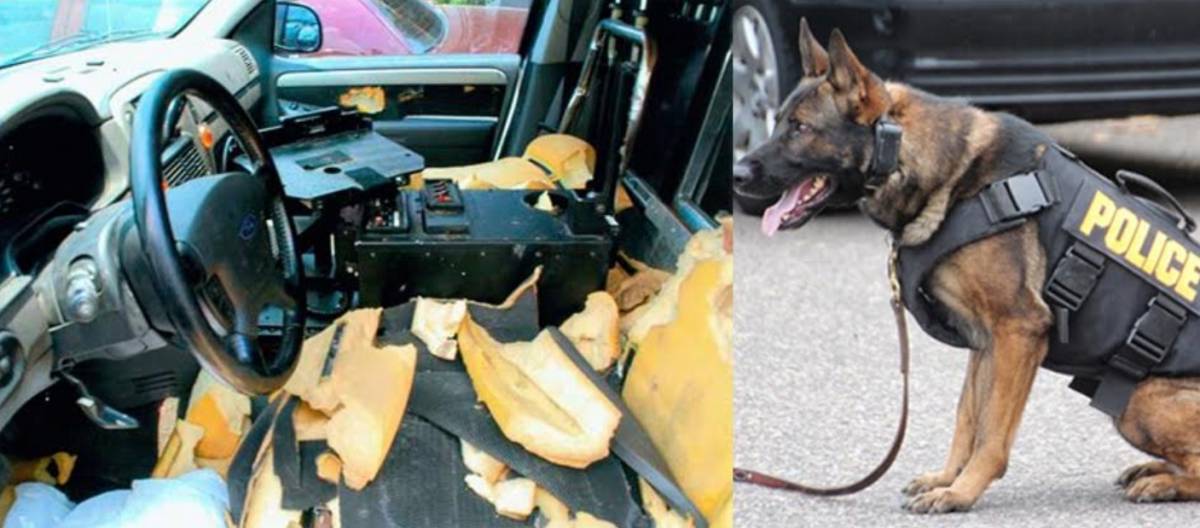 Quei cani poliziotto abbandonati in auto e morti per il caldo
