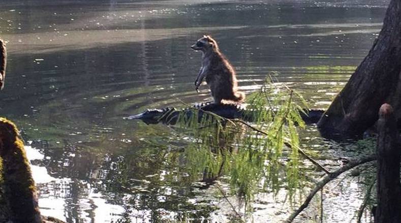 Il procione che "cavalca" il coccodrillo