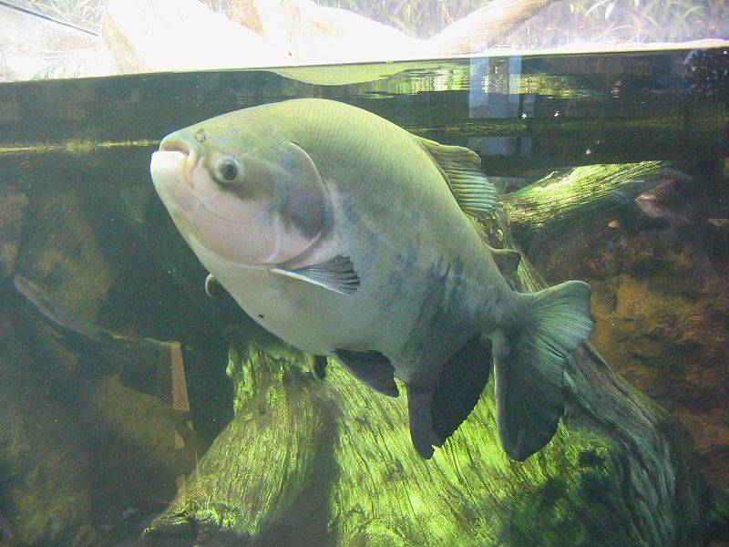 Pesce Pacu, Wikipedia