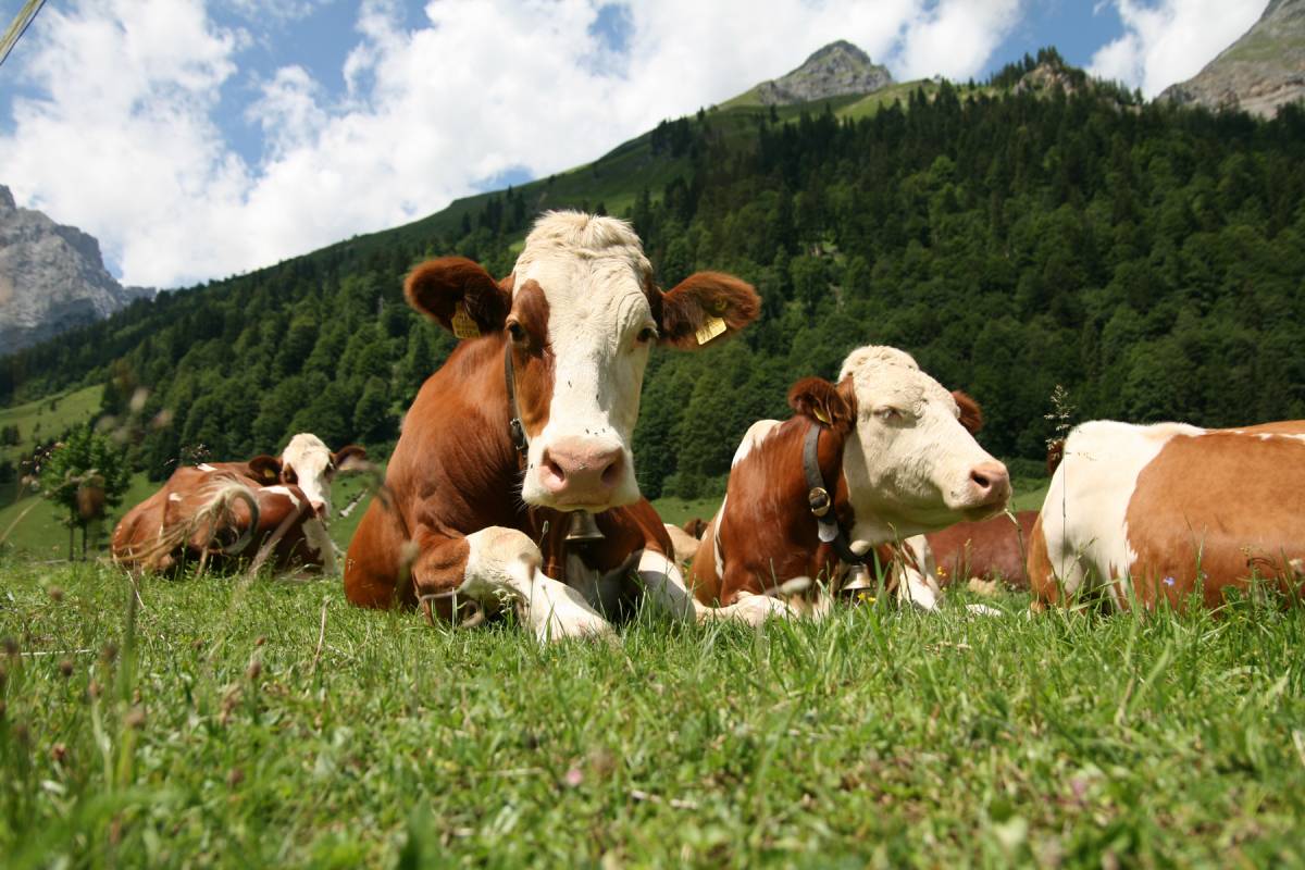 E a Cuneo le vacche si vendono ancora in lire