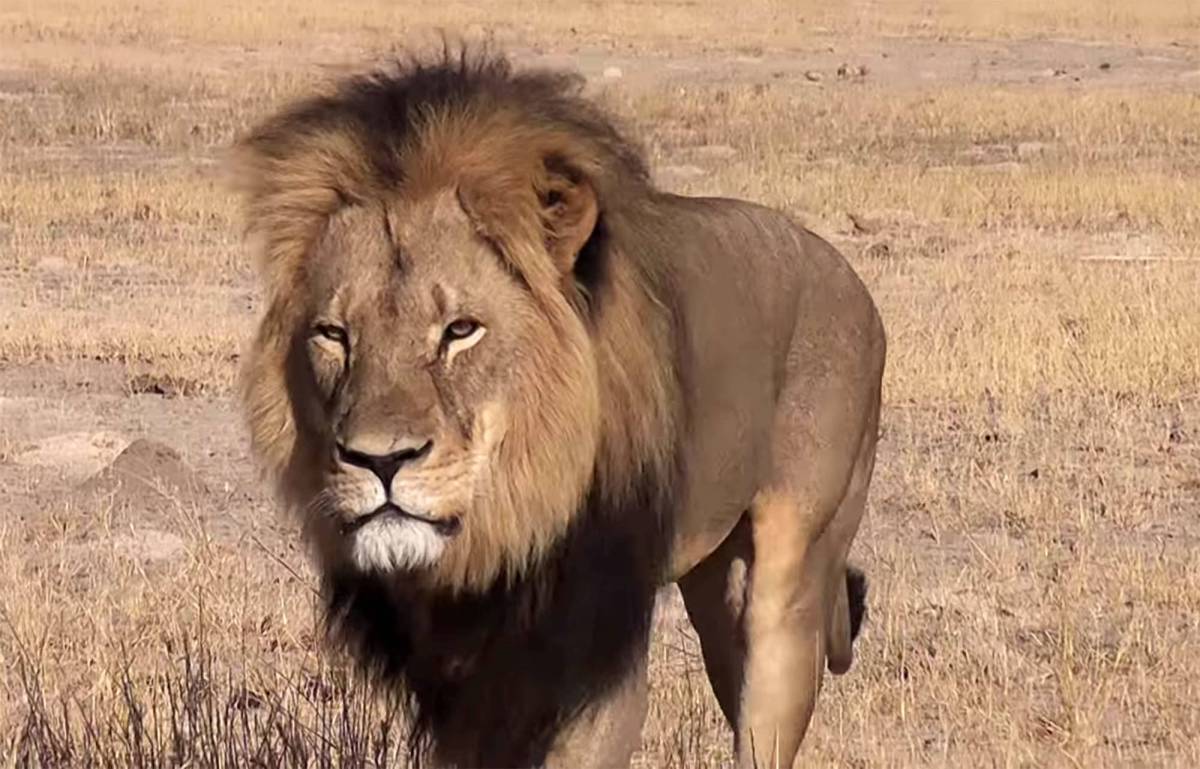 Ucciso Cecil, il Re Leone Ora parte il safari al dentista bracconiere