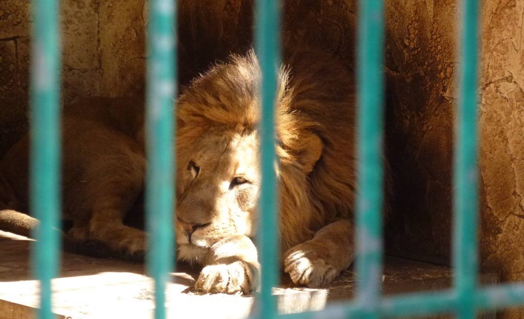 Sudafrica, branco di leoni uccide un gruppo di bracconieri