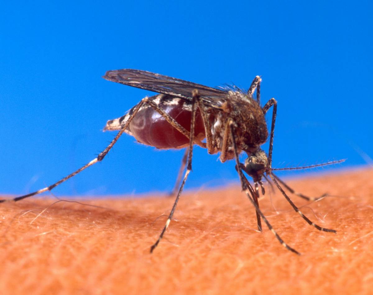 L'esercito brasiliano a caccia del mosquito e zika fa la prima vittima
