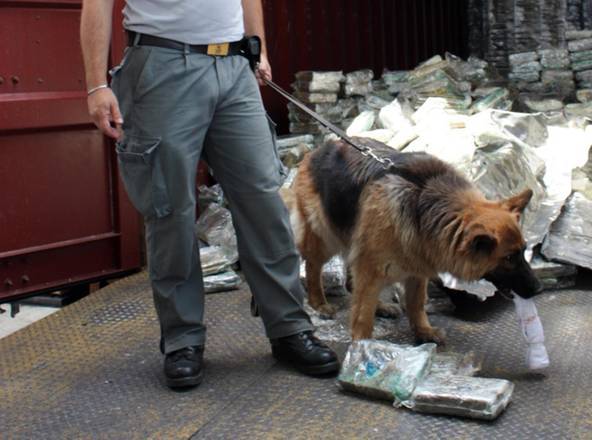 Sequestrate sigarette di contrabbando grazie ai cani antitabacco