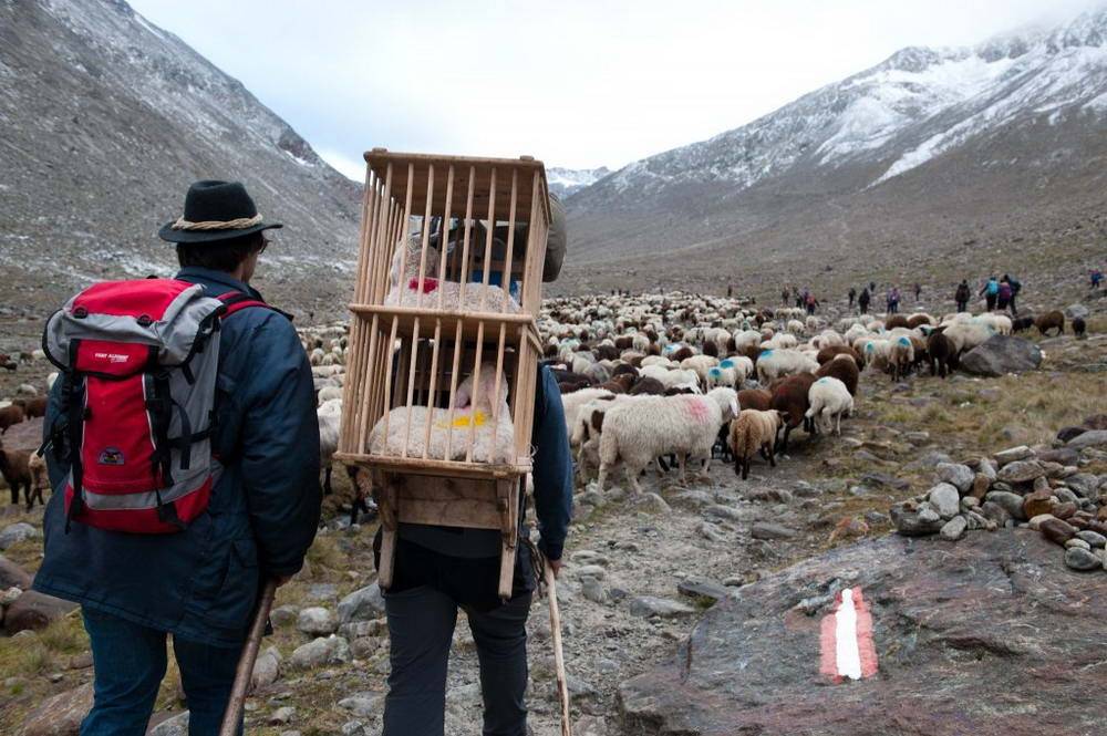 Val Senales, sul ghiacciaio la transumenza delle pecore un "rito" che risale al 1415