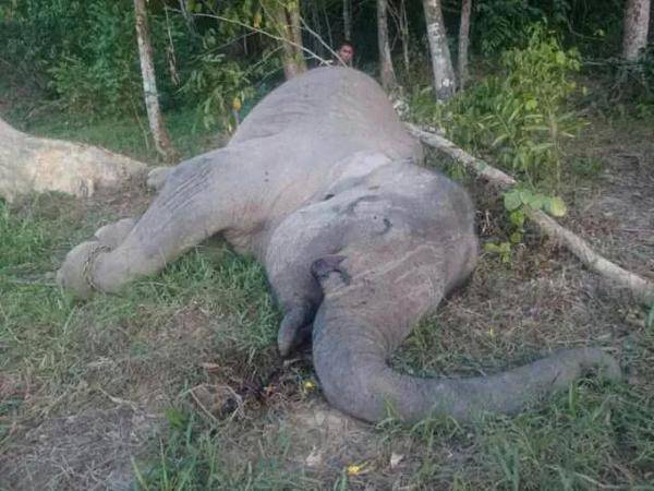 Indonesia, elefante simbolo ucciso per le zanne