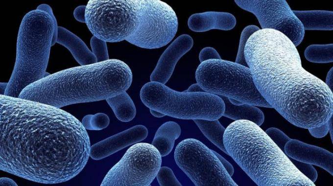 Scienziato si inietta antico batterio: "Voglio diventare immortale"