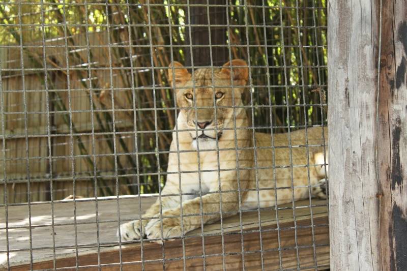 Zoo danese programma la dissezione pubblica di una leonessa