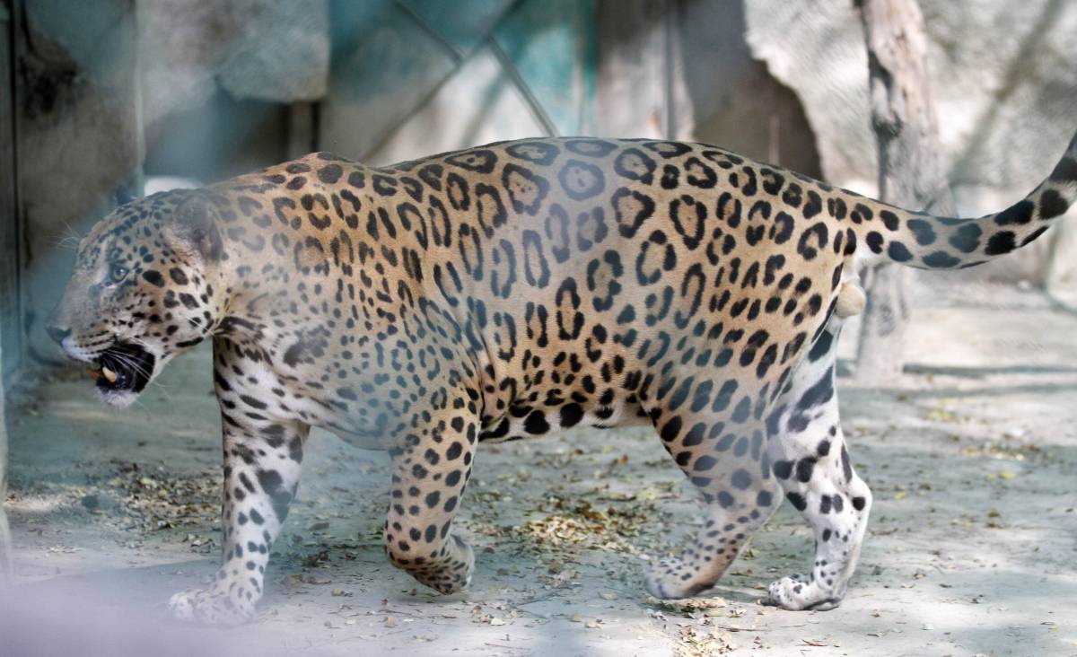 Giaguaro cacciato dallo zoo perché pensa solo al cibo e non al sesso