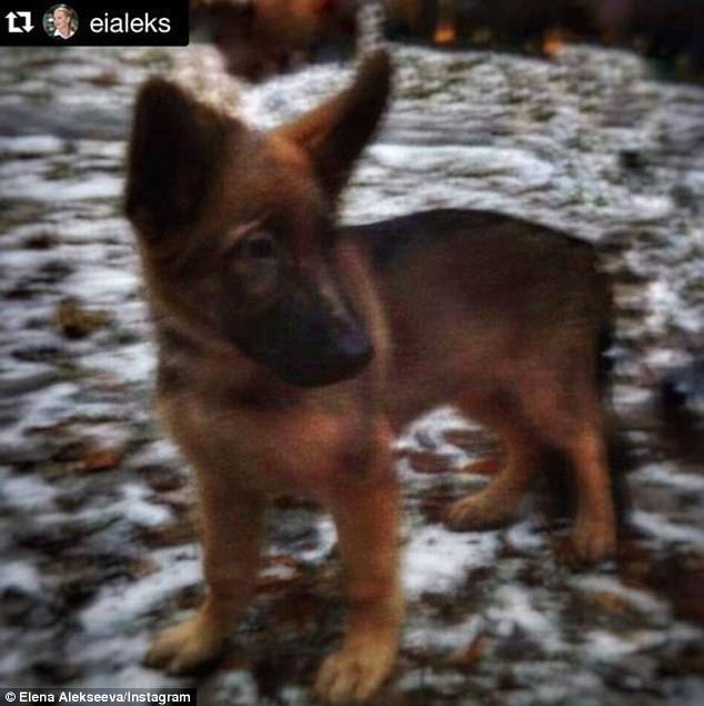 Saint Denis, un cucciolo dalla Russia al posto dell'eroe Diesel