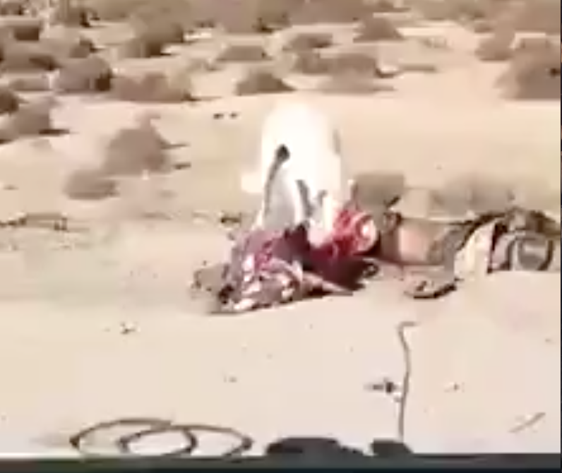 La ritirata del Califfo: così i cadaveri dell'Isis vengono mangiati dai cani