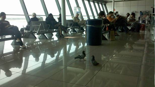 L'aeroporto di Fiumicino è invaso dai piccioni