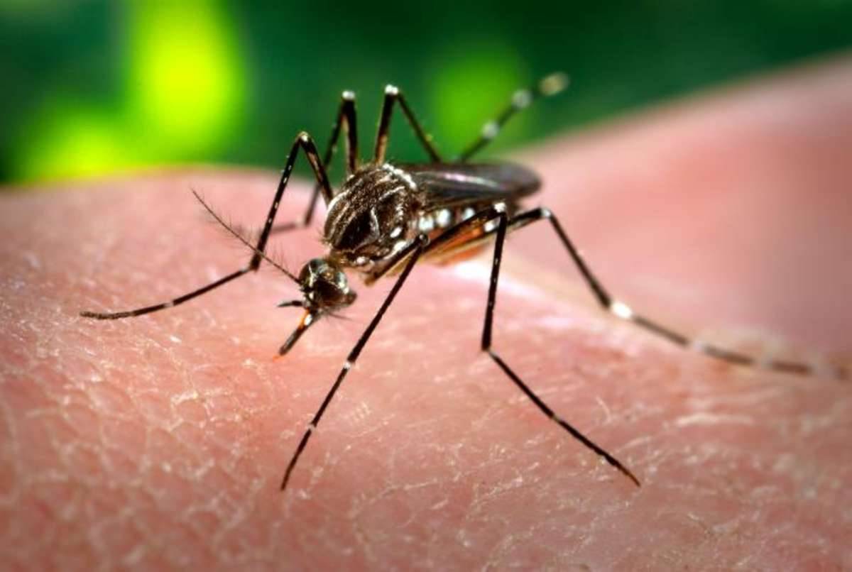Il virus Zika è a Roma: primo caso allo Spallanzani