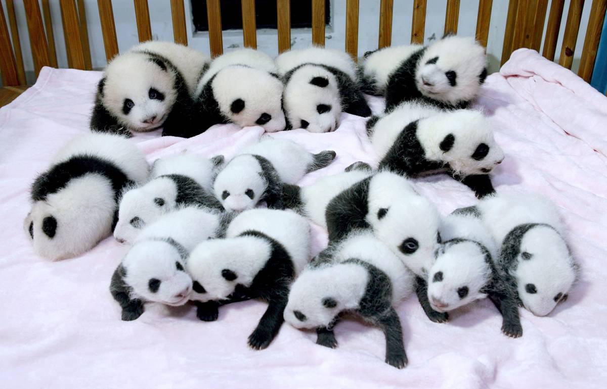 In Cina un centro zoologico di ricerca assume babysitter per cuccioli di panda