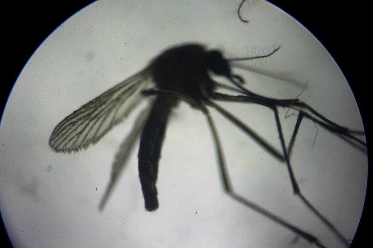 Cos'è la malaria, come si trasmette e colpisce ancora in Italia?