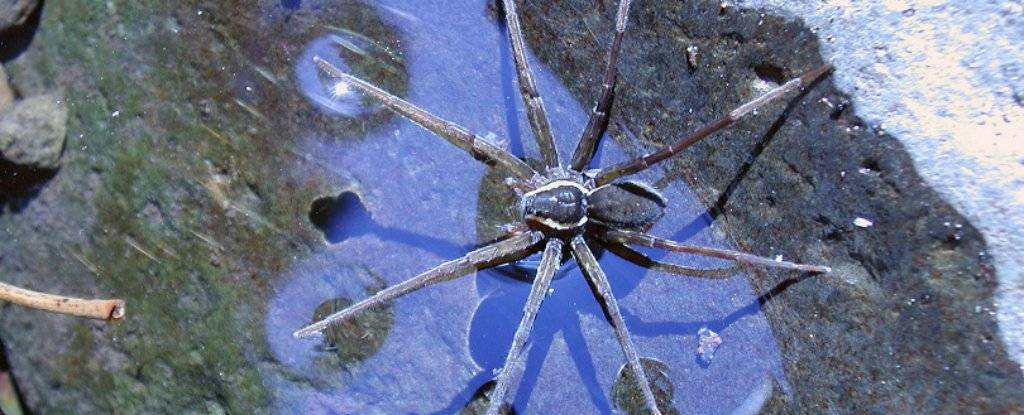 Scoperta una nuova specie di ragno: nuota e mangia i pesci