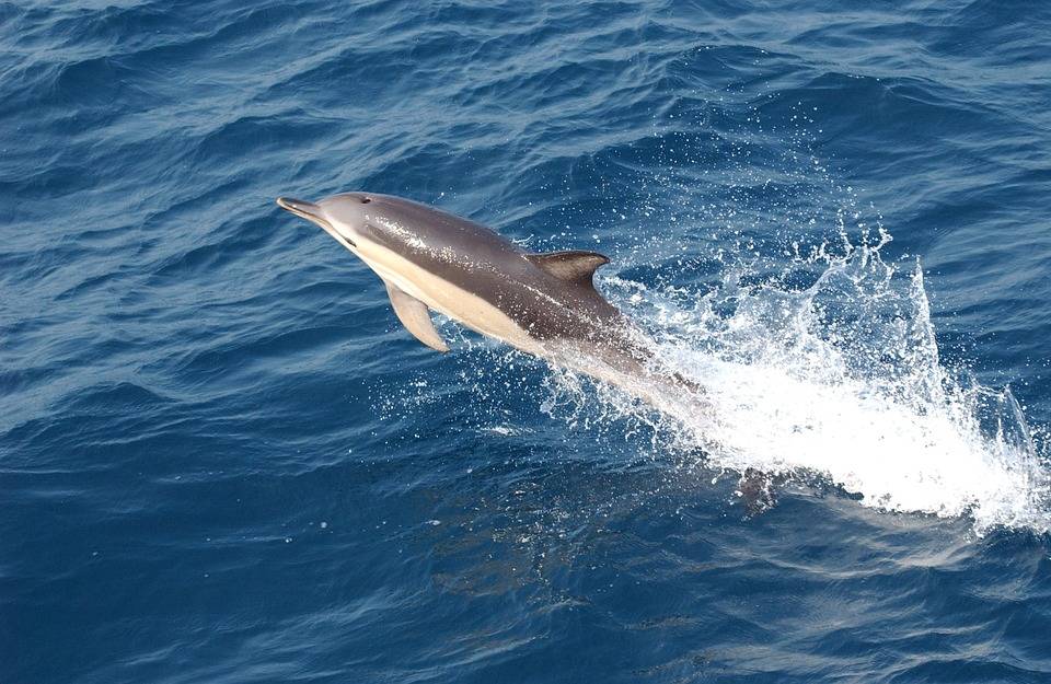 Missioni subacquee: l'esercito russo vuole arruolare 5 delfini	