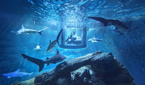 Una notte nella vasca degli squali: a Parigi è possibile