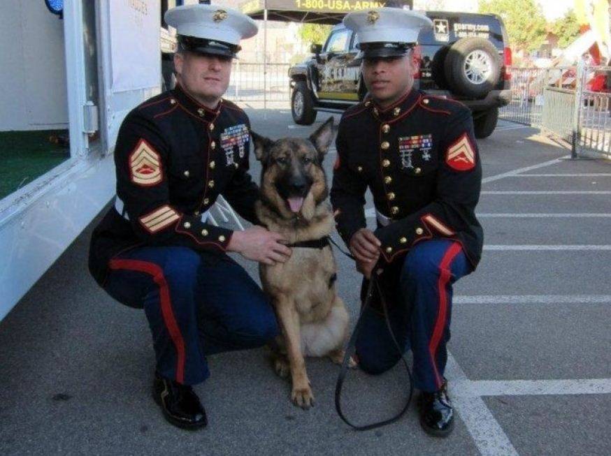 Primo cane militare premiato con medaglia al merito