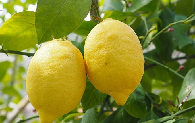 Gli agrumi a 3 euro al chilo: così spariscono i nostri limoni