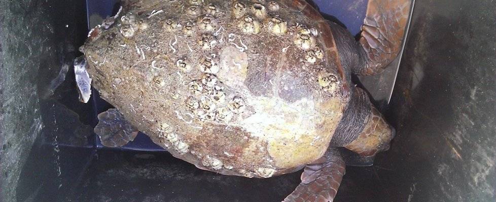 A Molfetta una tartaruga gigante in spiaggia