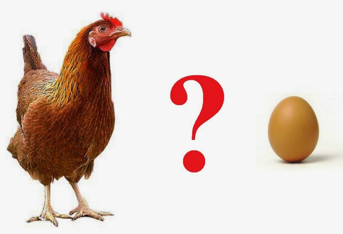 È nato prima l'uovo o la gallina? Finalmente c'è la risposta